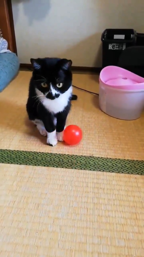 黑白貓超認真玩球卻「揮棒落空」　瞬間當機網笑翻：以為觸身保送逆？ 