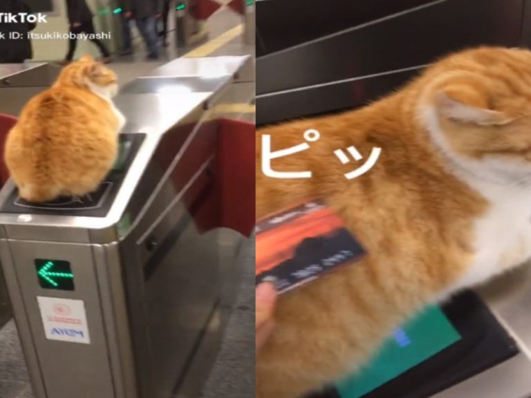 日本網友到土耳其搭地鐵，發現閘門感應器被一隻橘貓擋住（圖／TikTok@itsukikobayashi）