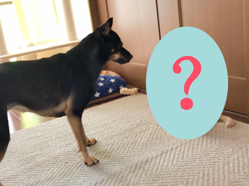 喵～不、不准過來呦！（圖／Twitter@inukai_tsuna） 