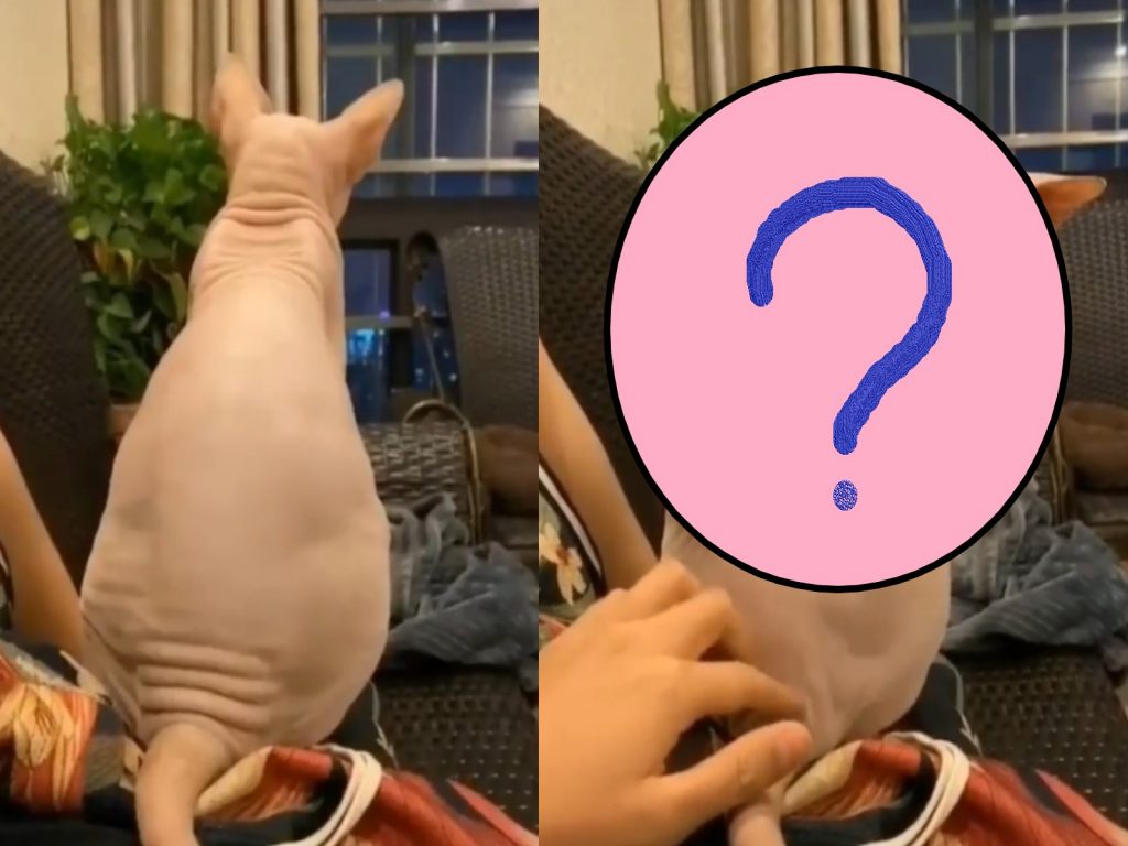 一隻無貓毛因為主人摸身體秒變洗衣板（圖／FB@โก๊สันต์ บ้านสัตว์เลี้ยง กาญจนบุรี）