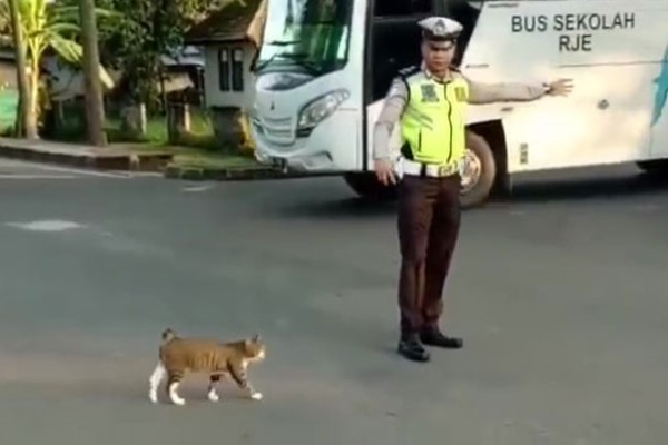 浪貓想要過馬路　暖心員警「護駕開路」：請跟我走！