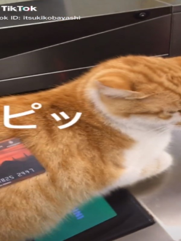 橘貓霸佔地鐵閘門感應器　網友實測嗶卡大驚：居然過了！