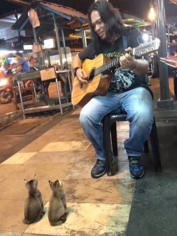 街頭藝人彈吉他唱歌無人問津　竟引來四隻小貓變忠實聽眾！