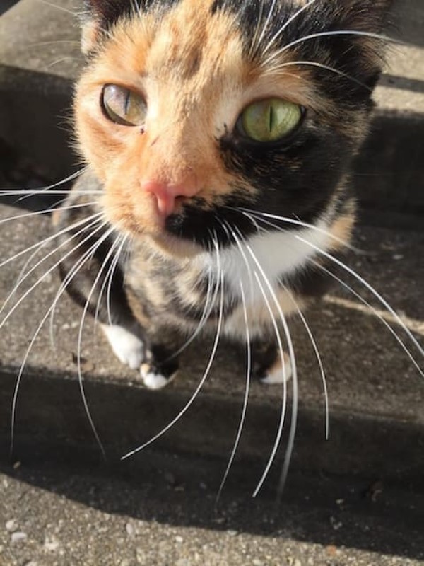 三花貓天天到女子家討食　某日竟帶受傷小橘貓：請幫助牠！