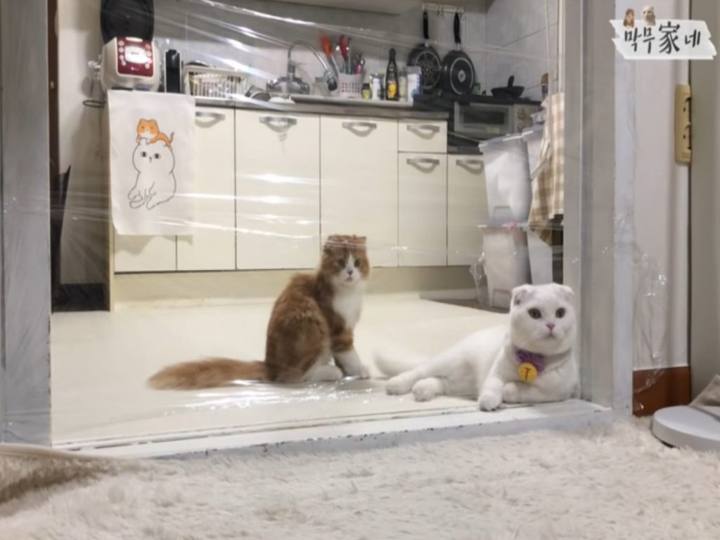 韓國一對夫妻為了測驗愛貓們的反應，以保鮮膜在通道口封成一道隱形牆，看看牠們將如何通過（圖／翻攝自YT@무지막지한 막무家네）