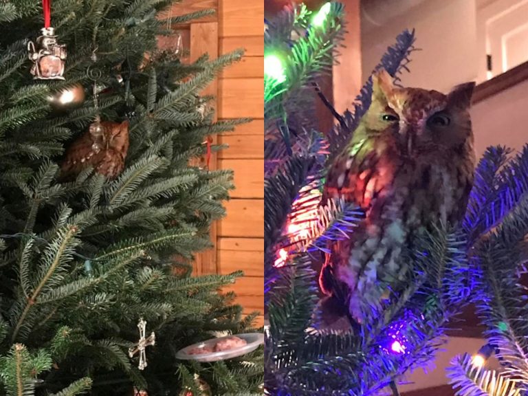 因為凱瑟琳很愛貓頭鷹，這次的聖誕樹上也裝飾了許多貓頭鷹飾品，她猜想女兒應該是被其中一個嚇到了，沒想到這隻是真的呀。（圖／Facebook@Kate McBride Newman） 