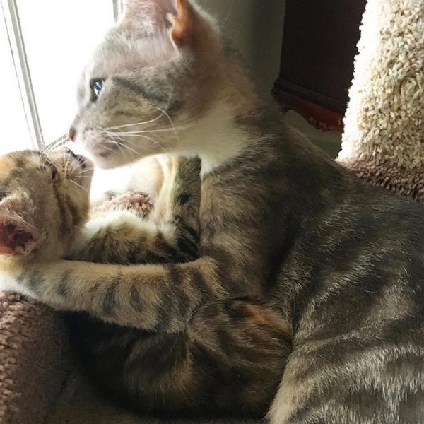 貓媽媽自主送上驚喜包　女子意外被超黏人萌牙小貓征服！