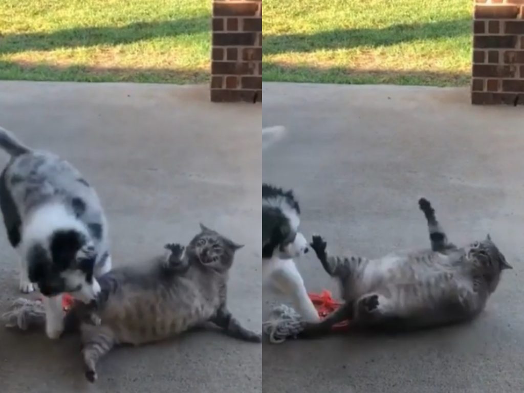 （兇）竟敢攻擊朕！你這屁孩給我小心一點！（圖／IG@aussiesdoingthings） 