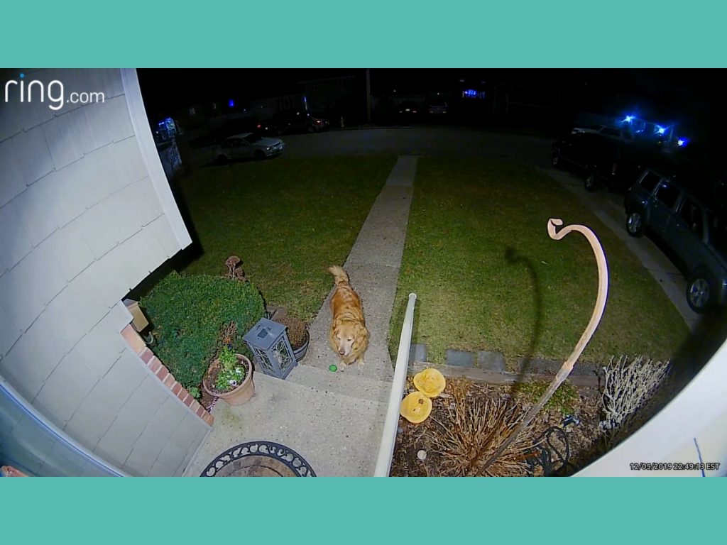 霍莉的可愛不只獲得家人認證，連隔壁的帥哥狗勾哈利都被迷倒啦～（圖／IG@holly.and.her.money） 