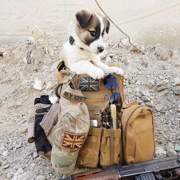 士兵為保護敘利亞戰地小狗　想盡辦法將牠跨海帶回家！