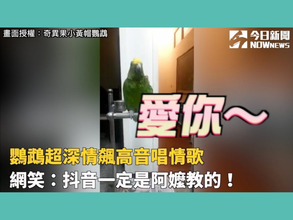 歐泥奇的歌唱能力天賦異稟，被拍下高歌「新不了情」的時候才1歲而已，「家後」則是最近才學會的新歌。(圖/粉專＠奇異果小黃帽鸚鵡提供) 