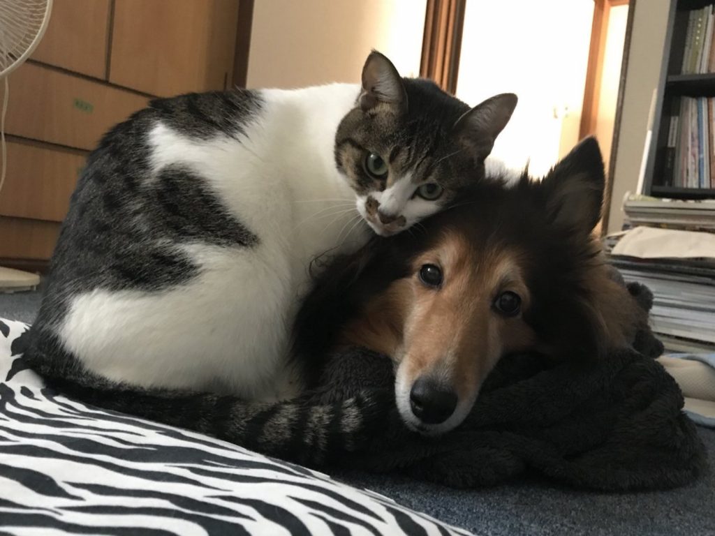 推主@nadeshiko0328的貓咪非常喜歡前輩狗狗（圖／twitter@nadeshiko0328）