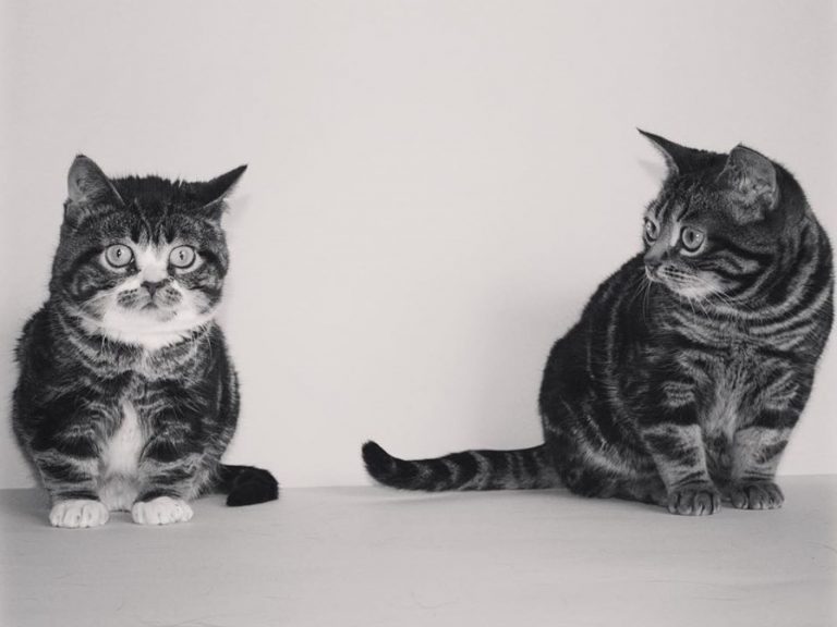 浪貓艾菲（左）與金利（右）是一對侏儒貓（圖／FB@Elfie & Gimli）