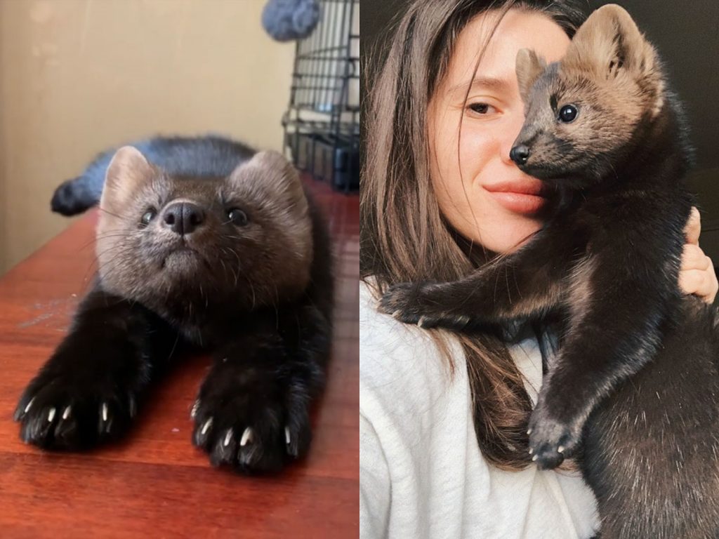 紫貂Umora被Zhenya救出，成功免於成為毛皮製品的命運。 (圖/IG@russian_sable) 