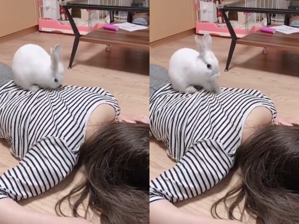 抓抓抓抓抓www（圖／Twitter@_mema_como_） 