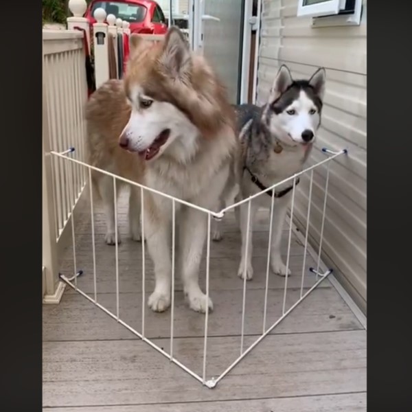 巨型雪橇犬學小狗穿柵欄被困　一臉呆萌：不是頭過身就過？