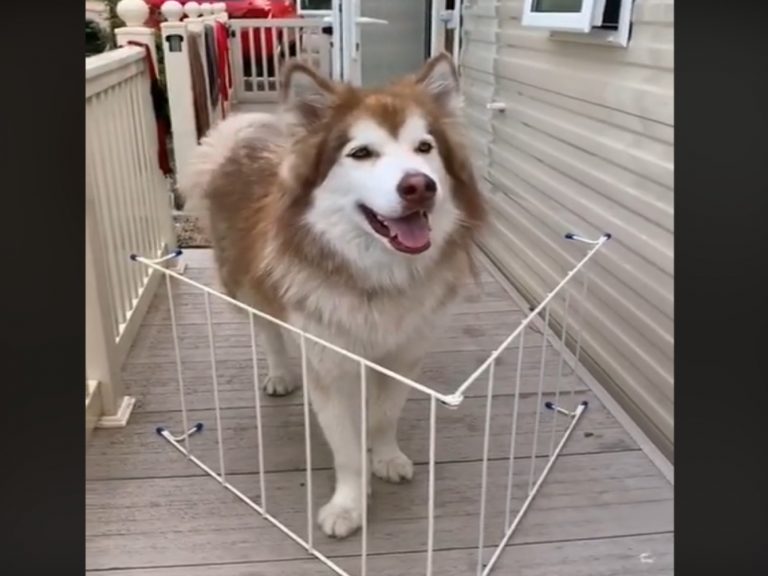 巨型雪橇犬學小狗穿柵欄被困　一臉呆萌：不是頭過身就過？
