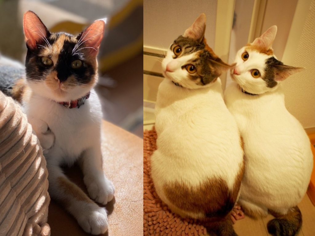 日本推主的三隻母貓感情非常好（圖／twitter@zEChPHPqG2t32nT）