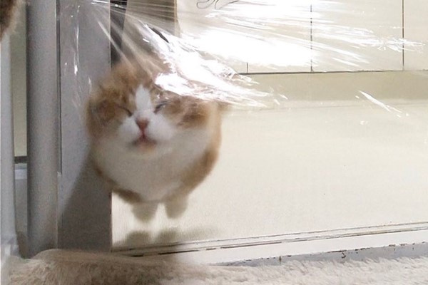 萌貓面對「保鮮膜隱形牆」　實測反應讓人笑翻啦！