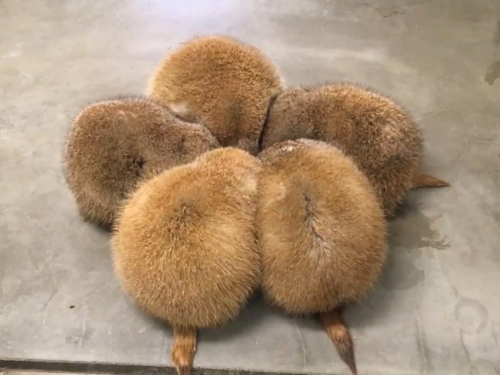 土撥鼠們忙著低頭嗑飯，完全沒時間將頭抬起來見客。(圖/Twitter@AquiOh) 