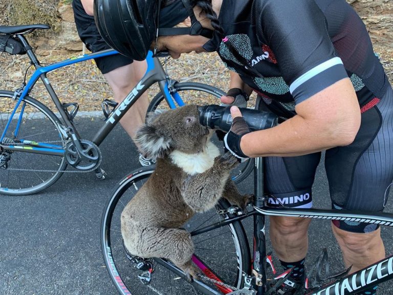 澳洲女子安娜與隊友騎車練習時，在路上巧遇一隻無尾熊（圖／IG@bikebug2019）