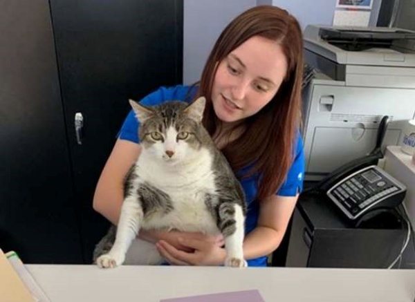 獸醫院胖貓愛裝可憐討食　醫師貼單昭告天下：別被牠騙了！