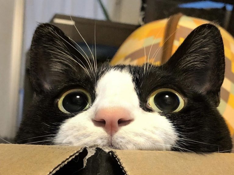 日本呆萌黑白貓體型超巨大　網友驚：比橘貓還猛！

