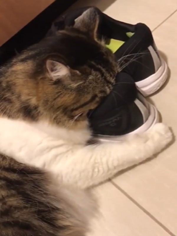 貓咪癡迷主人「鹹魚味」　臉埋鞋裡狂吸網笑：不會窒息嗎？