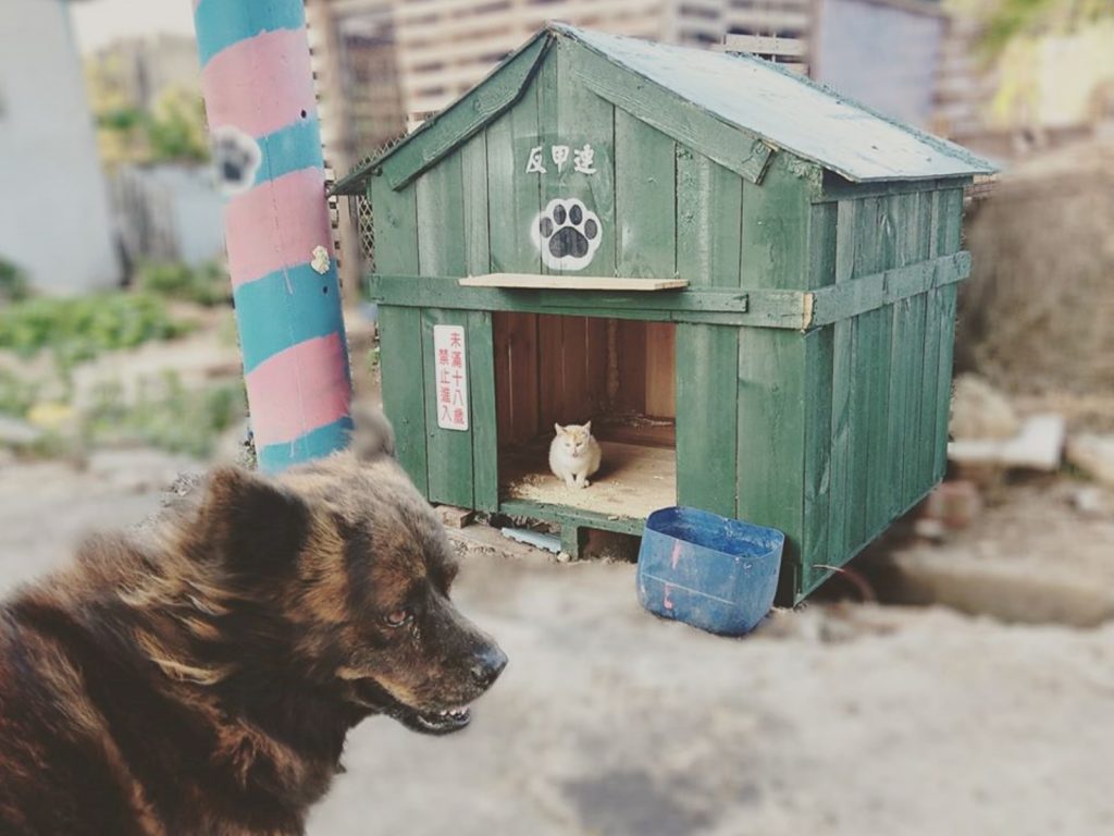 嗚嗚嗚……主人你看牠啦！嗚嗚嗚…… (圖/網友徐朝益提供) 