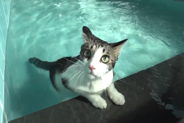 虎斑貓咪愛游泳　掌花開開貓爬式網驚豔：比我還會游！