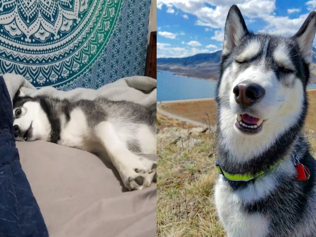 哈士奇Luna是一隻戲精狗（圖／IG@ coloradohuskies）