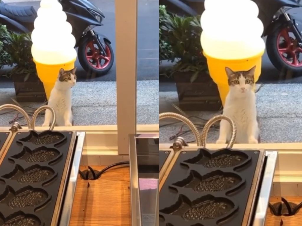 貓咪莎莎在蔡小姐的鯛魚燒店鋪前探頭探腦（圖／網友蔡依發小姐授權提供）