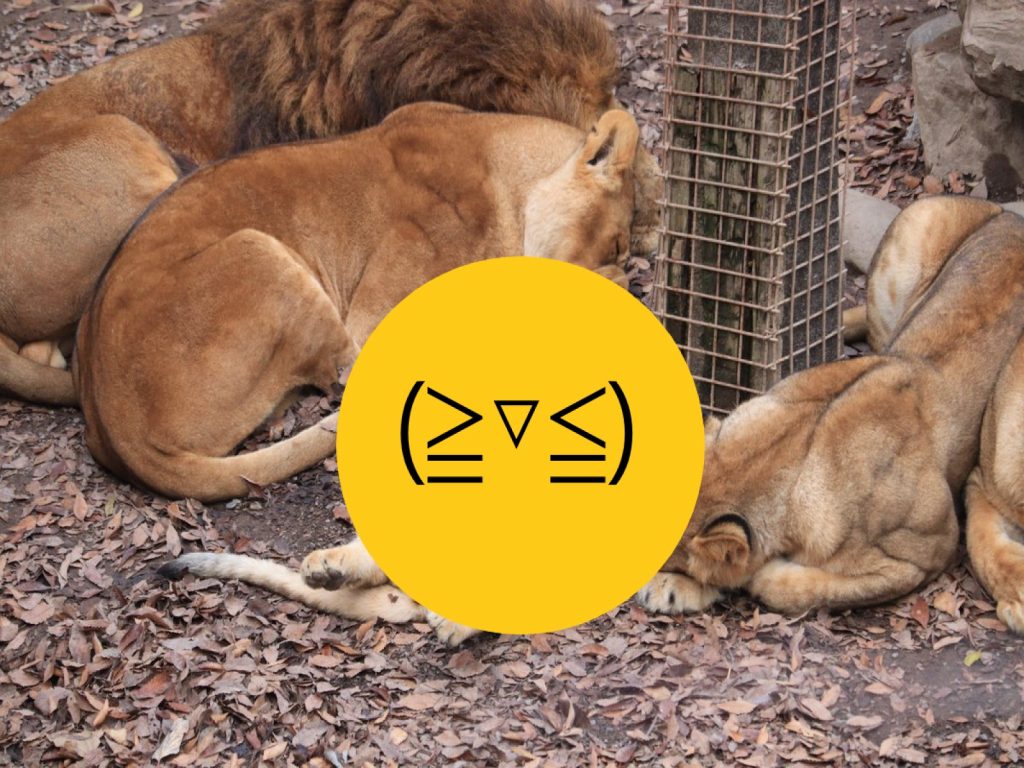 日本推主到群把動物園，意外目睹獅子賣萌的一面（圖／twitter@odekakena_ko）