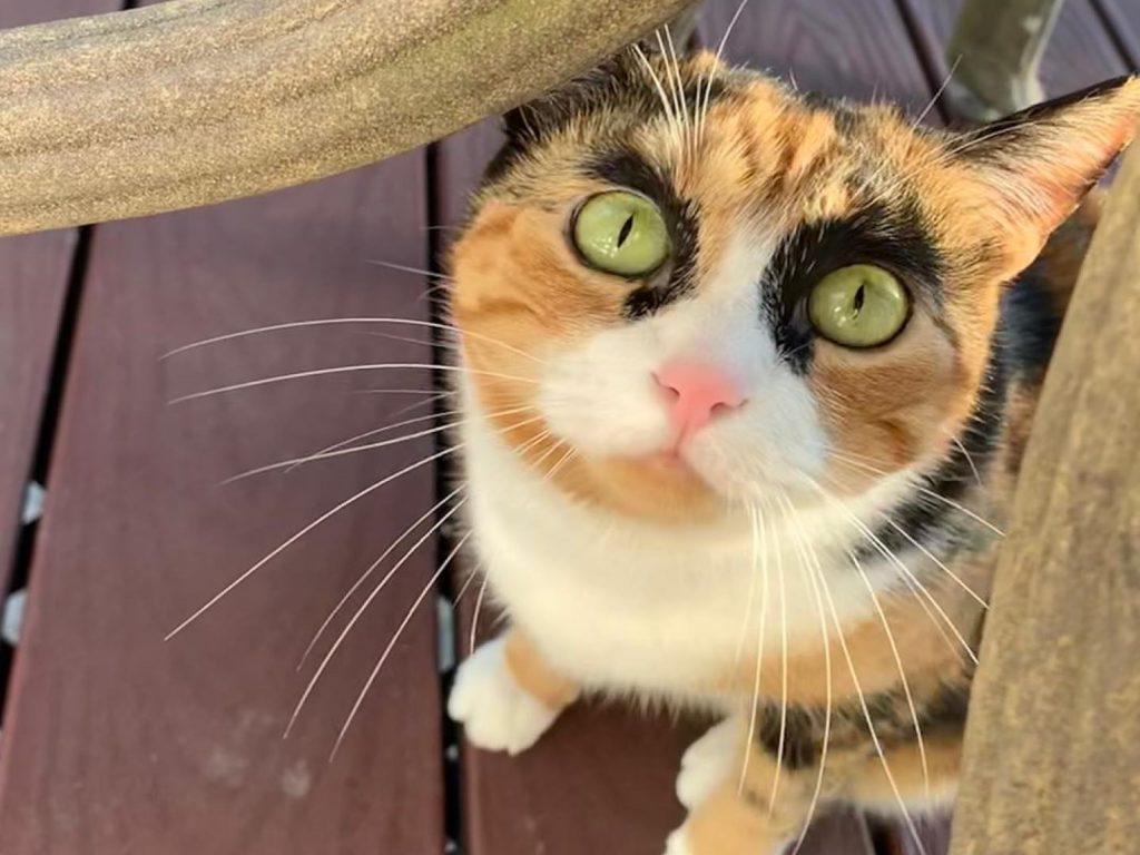 美國一隻三花貓因為長相特殊，讓牠意外成為貓界網紅（圖／IG@lilly_crazyeyes）