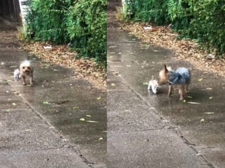 狗狗黑澤爾在下雨天發現一隻流浪的小奶貓（圖／翻攝自YT@Happily）