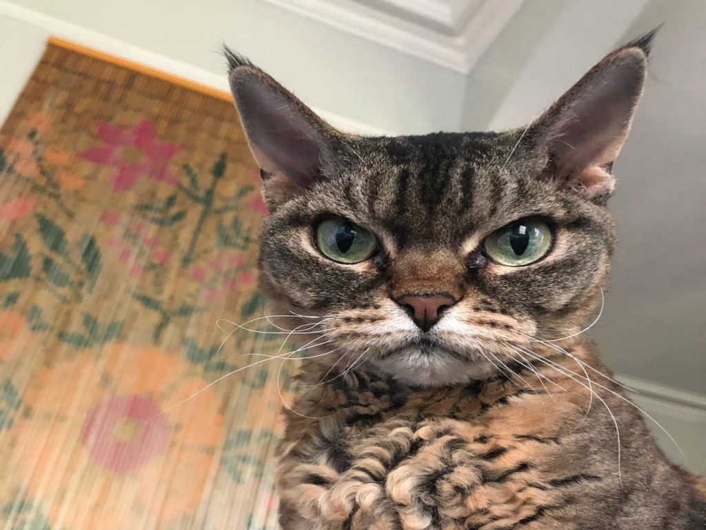 莎拉一看見臭臉貓芭芭拉就立刻愛上了牠（圖／IG@grumpybarbara）