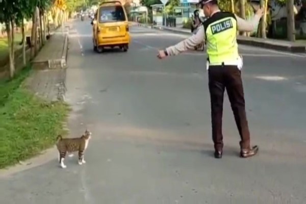 浪貓想要過馬路　暖心員警「護駕開路」：請跟我走！