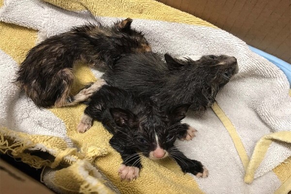 三隻小奶貓失溫營養不良好危急　寄養媽媽：拜託別放棄！