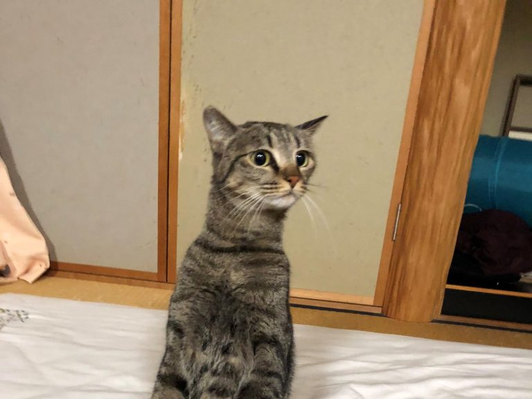 日本虎斑貓超有禮貌挺直跪坐　網驚呆：坐得都比我正！
