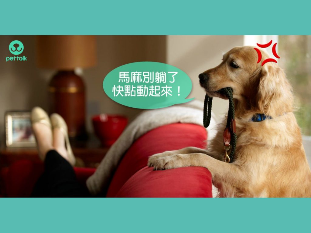 （圖／Pettalk提供）