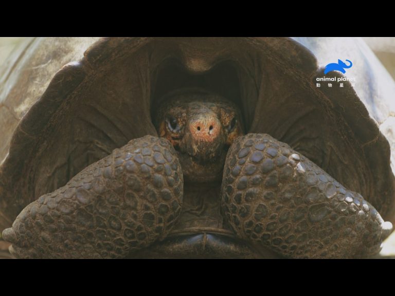 專家勇闖活火山　成功發現消失了112年的費南迪納巨陸龜
