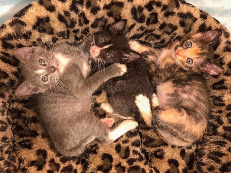 珍妮佛幾個月前收到三隻極需特殊照顧的小奶貓（圖／IG@kitten.nuggets）