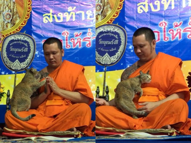 泰國僧侶晚會誦經中遭自來貓突襲　踏踏蹭蹭全都來讓他秒破功！
