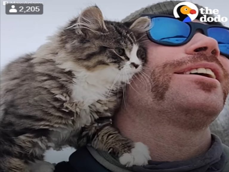 馬克思在雪地健行時遇見一隻親人小貓（圖／翻攝自FB@The Dodo）