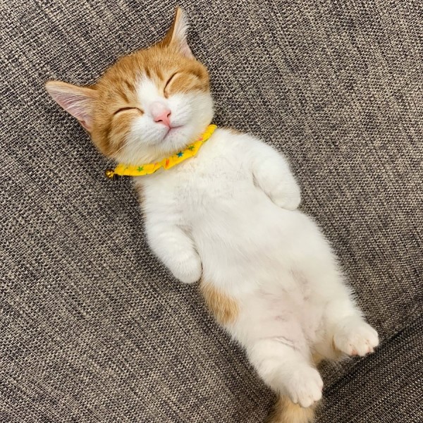 小萌貓喜歡仰躺露肚睡搞搞　網笑：粉嫩肉球太犯規！