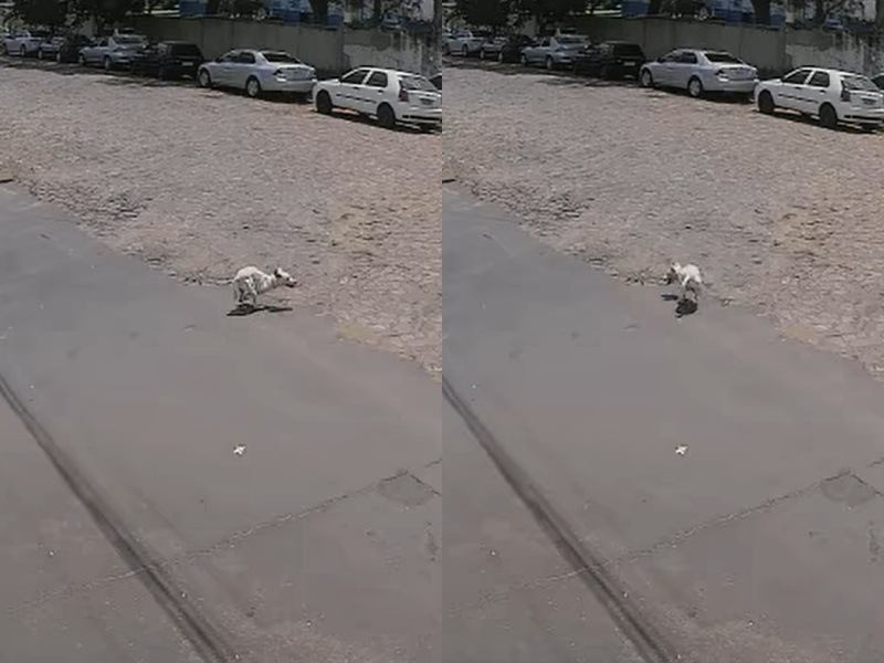 監視器錄下女子拋下2條腿白狗　轉身將健全黑狗塞上車加速駛離！