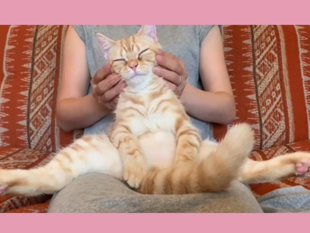 貓咪被主人按摩得好舒服（圖／IG@cat_densuke）