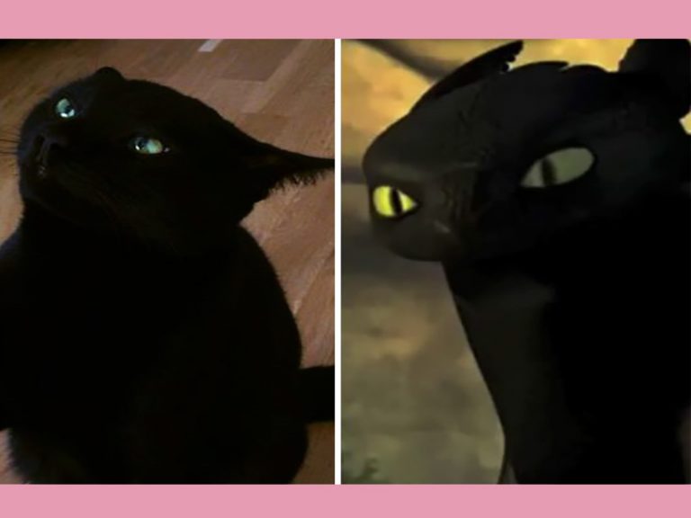 黑貓與動畫電影裡的夜煞「沒牙」非常相似（圖／imgur@Denamic）
