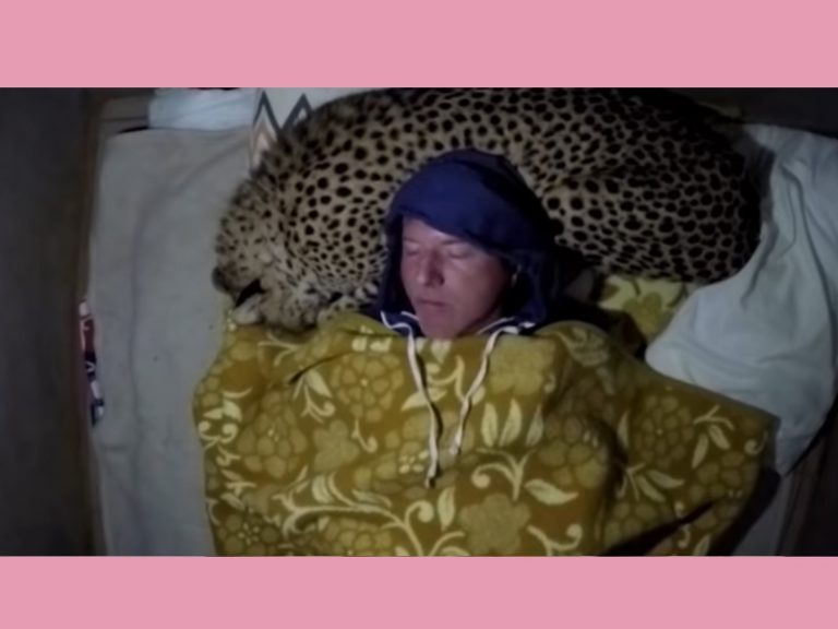 一隻獵豹在道爾夫準備睡覺時闖入（圖／翻攝自Youtube@Caters Clips）
