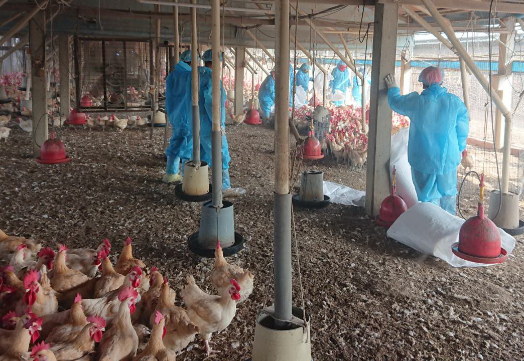 ▲斗南鎮某養雞場2萬多隻紅羽土雞確診為H5N2高病原性禽流感。（圖／記者簡勇鵬攝，2020.01.01）